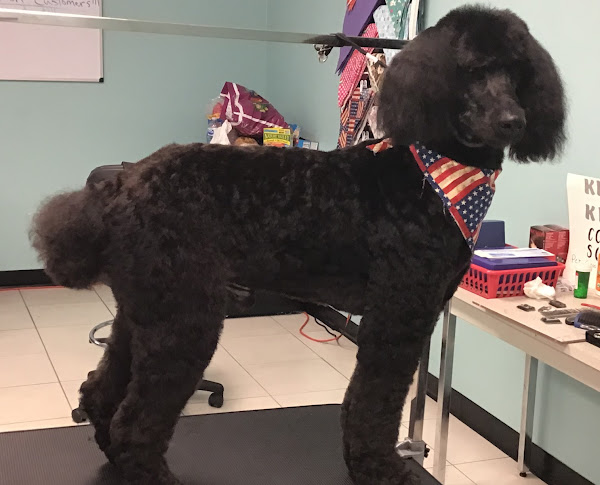 Dog on grooming table at Klippin Kritters