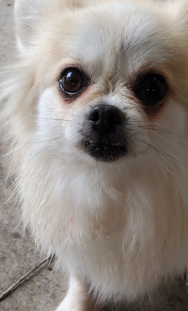 Happy groomed dog