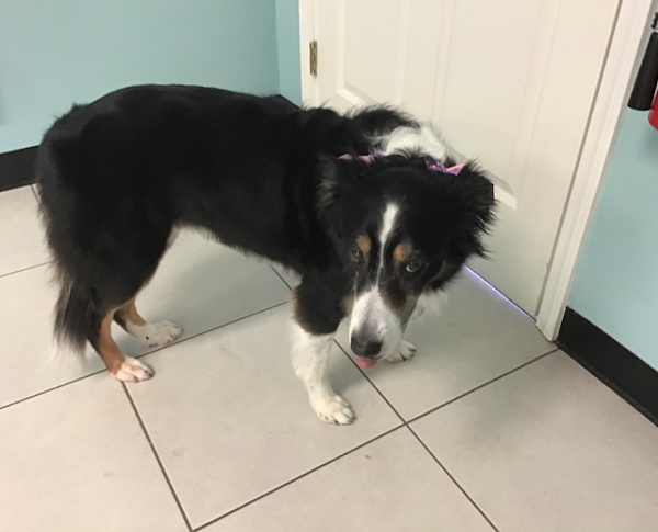 Dog in salon