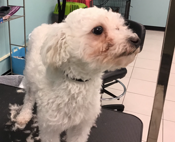 Fluffy dog on table