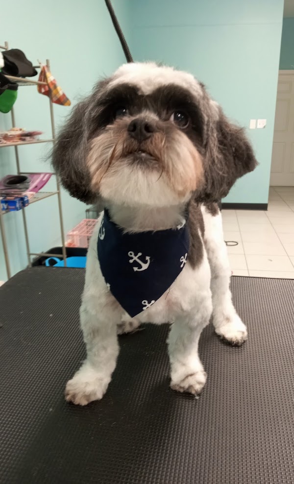 Pet grooming result
