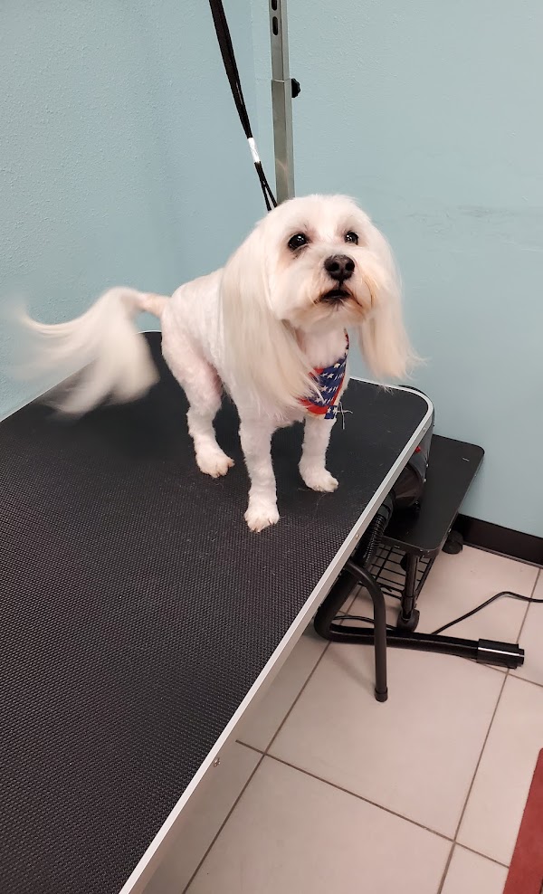 Dog after grooming