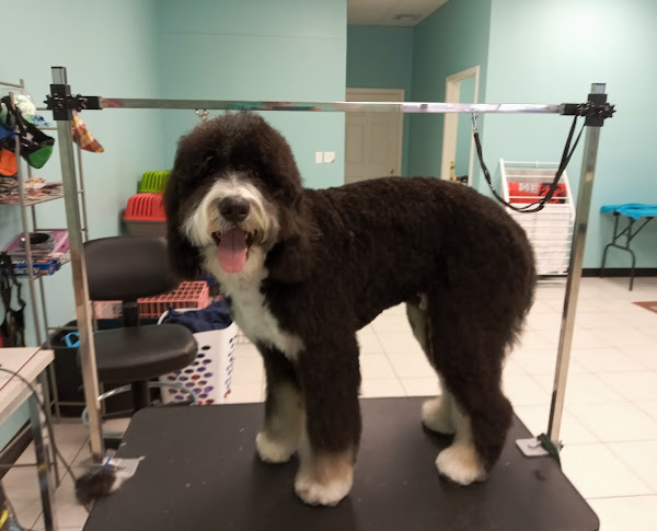 Happy pet customer