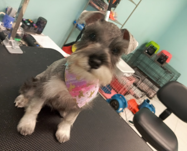 Groomed dog portrait