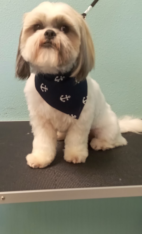 Freshly groomed pet
