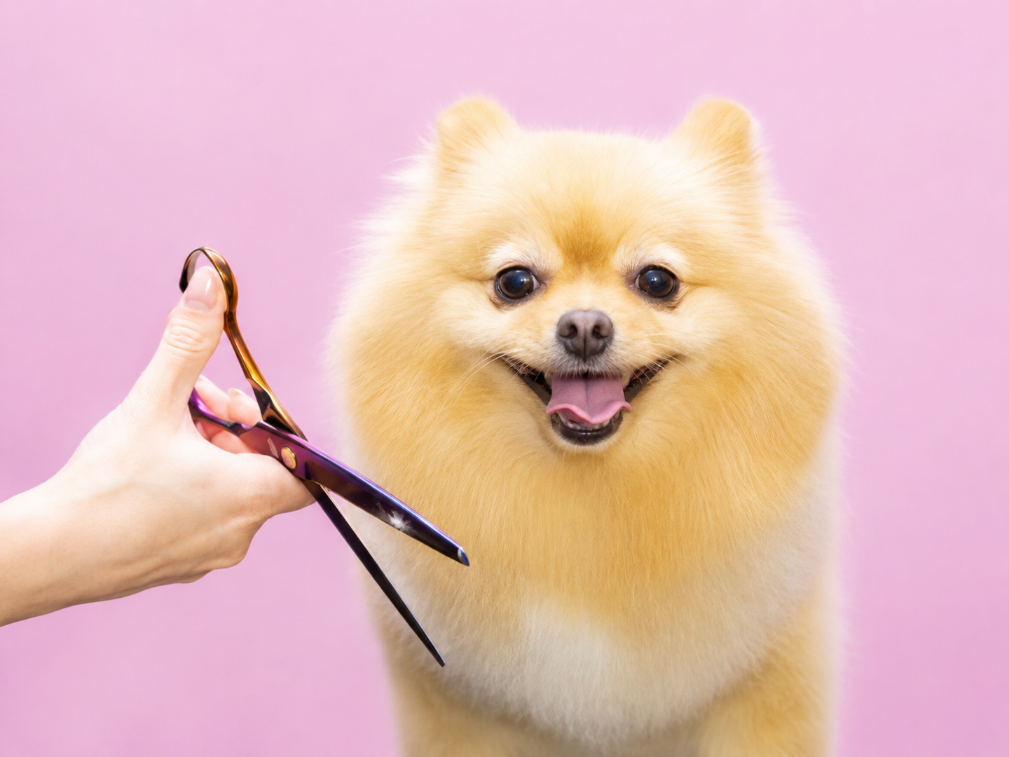 Pomeranian being professionally groomed at Klippin Kritters